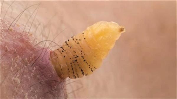 15. Botfly, larvaları cildinizin altına girebilen bir böcek türüdür.