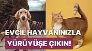 Bilimsel Çalışmalar, Evcil Hayvanların Yaşlanmaya Karşı Beynin Bilişsel Fonksiyonlarını Koruduğunu Gösterdi!