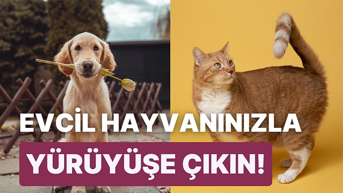 Bilimsel Çalışmalar, Evcil Hayvanların Yaşlanmaya Karşı Beynin Bilişsel Fonksiyonlarını Koruduğunu Gösterdi!