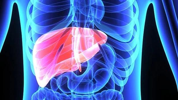 12. Karaciğer, zarar gördüğünde kendini yenileyebilen tek organımız.