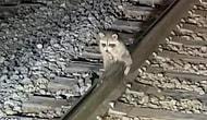 В США работники железной дороги спасли енота, который прилип яичками к рельсам из-за морозов