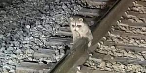 В США работники железной дороги спасли енота, который прилип яичками к рельсам из-за морозов