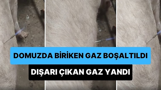 Domuzun İçinde Biriken Gaz Trokar ile Dışarı Boşaltılırken Ateşe Verilince Ortaya Çıkan Görüntüler Viral Oldu