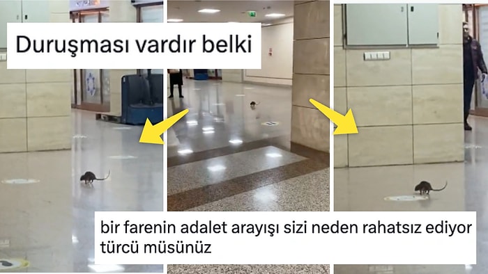 İzmir Adliyesi'nde Kafasına Göre Fink Atan Lağım Faresine Gelen Birbirinden Eğlenceli Yorumlar