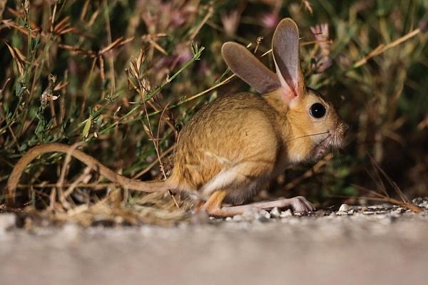 Dünyada nesli tükenme tehlikesi altında olan türler arasında bulunan Arap tavşanı, Türkiye’de yakından görüntülendi.