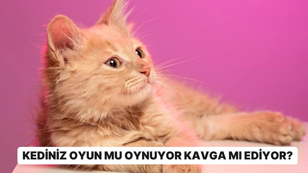 Kedi Uzmanı Geldi: Bilim İnsanları Saatlerce Kedi Videosu İzleyerek İlginç Veriler Ortaya Koydu!