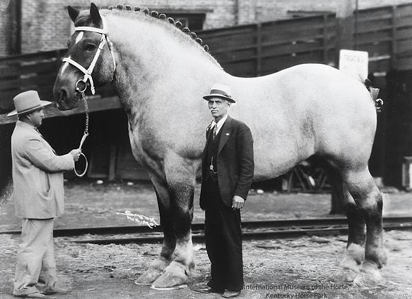 4. Guinness Dünya Rekorları'na (2015) göre, 2,13 metre boyunda şimdiye kadar kaydedilen en uzun ve en ağır at olan Sampson👇