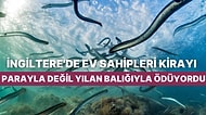 Bir Garip Borç Ödeme Yöntemi: Orta Çağ Döneminde İngiltere Halkı Ev Kiralarını Yılan Balıklarıyla Ödüyordu