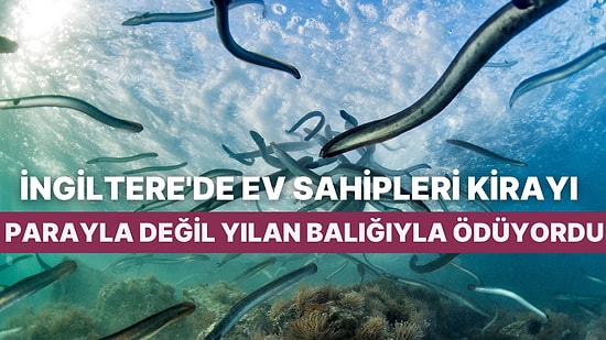 Bir Garip Borç Ödeme Yöntemi: Orta Çağ Döneminde İngiltere Halkı Ev Kiralarını Yılan Balıklarıyla Ödüyordu