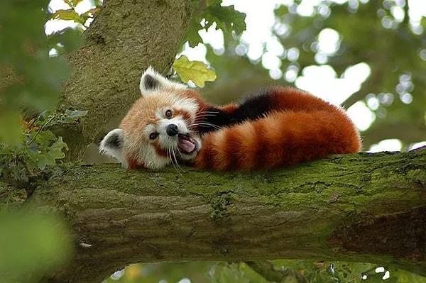 7. Kırmızı pandalar kuyruklarını battaniye niyetine üstlerini örtmek için kullanır. Bu onları sıcak ve rahat tutar.