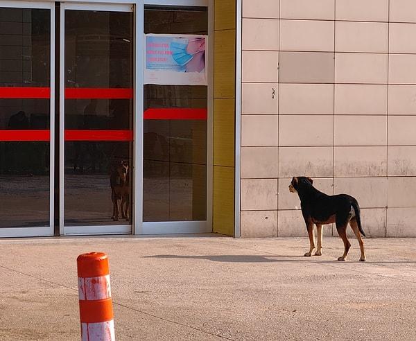 Köpek, muayene için İnegöl Devlet Hastanesi'ne giden Korkmaz'ı, burada da yalnız bırakmadı.