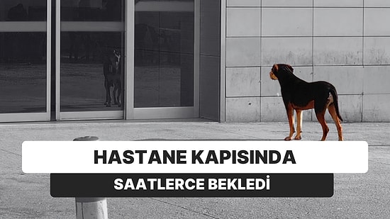 3 Aylık Arkadaşlardı! Saatlerce Hastane Kapısında Bekledi