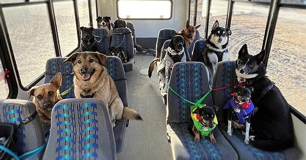 13. Alaska'da, eğlenceli yürüyüşlere ve maceralara çıkabilmeleri için köpekleri özel olarak taşıyan 'köpek yavrusu otobüsü'👇