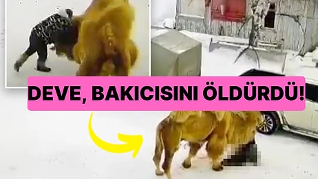 Kendisine Yumruk Atan Bakıcısını Öldüren Öfkeli Deve