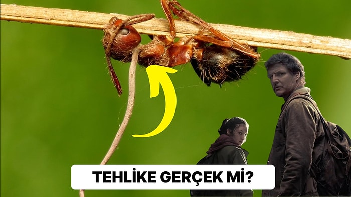 'The Last of Us' İzleyen Araştırmacılar Mantar Türlerinin Küresel Isınmaya Uyum Sağladığını Söylüyor!