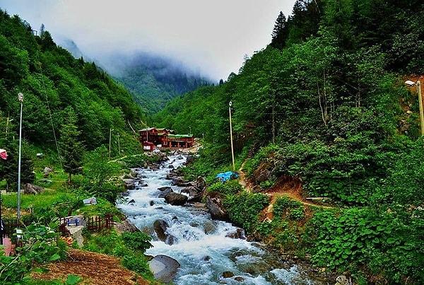 3. Rize