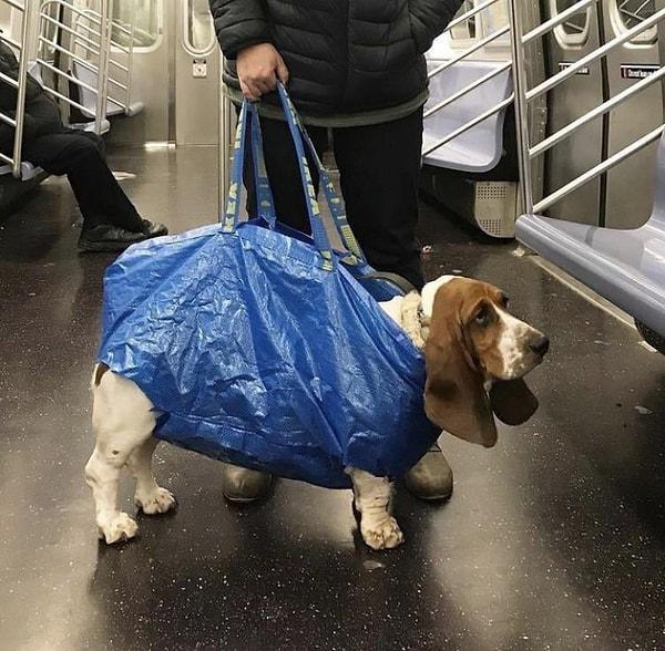 1. New York metrosu sadece çantaya sığabilen köpeklerin metroya alınacağını söyleyince insanların bulduğu çözüm. 👇