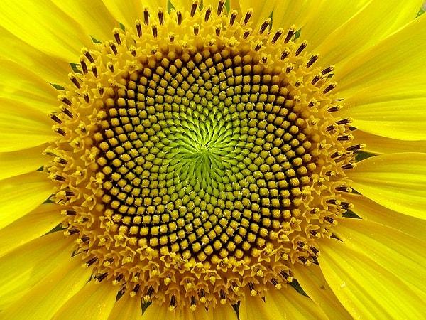 Bir ayçiçeğinin ortasındaki tohum dizisine baktığınızda altın sarmal bir desen gibi göründüklerini fark edeceksiniz.