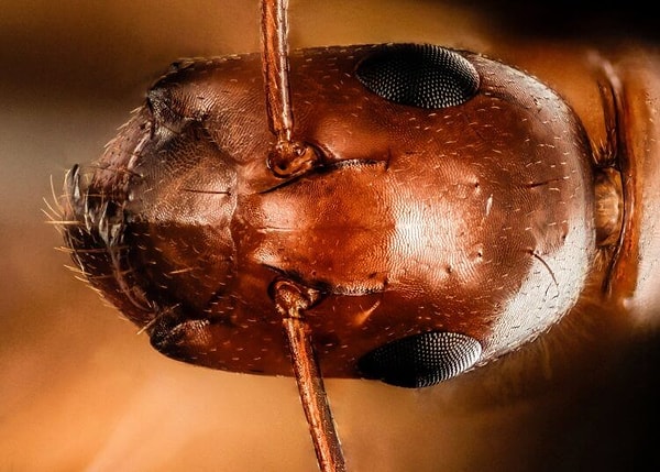 18. Муравей под микроскопом: