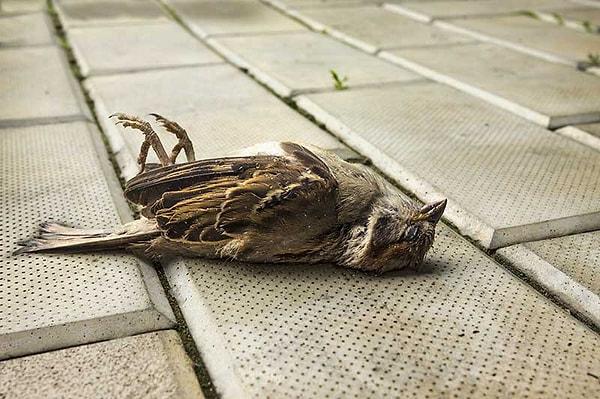 Bilim insanları, doldurulmuş ölü kuşların bedenlerini kullanarak dronlar geliştirdiler.