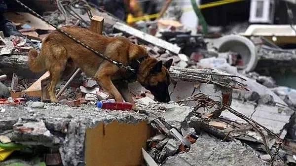 Arama kurtarma köpekleri, tüm ülkemizi derinden sarsan ve 10 ilimizde yıkıma neden olan afette yanımızdaydı, tüm güçleri ile çalıştı.
