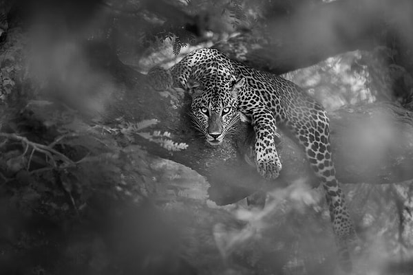 Раджив Абейсекара «Взгляд хищника», Национальная премия Шри-Ланки