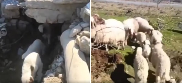 Enkaz altından 11 sonra kurtarılan kuzuların annelerine kavuştukları andaki mutluluklarını görmelisiniz!