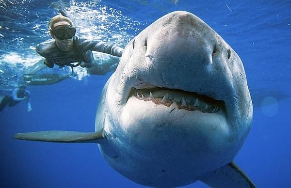 10. 2 ton ağırlığıyla, bilinen en büyük beyaz köpek balığı 👇