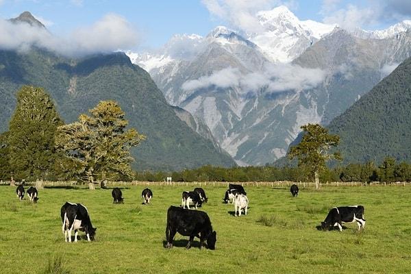 Çalışma yazarı profesör Nick Wilson, Guardian'a verdiği demeçte Yeni Zelanda'nın durumunun da kıyamet senaryosu için oldukça optimize edildiğini belirtti. "Yeni Zelandalıları defalarca besleyebilecek yüksek verimli gıda ihracat ekonomimiz var."