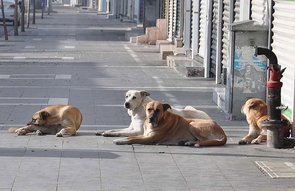 Hal böyle olunca başıboş bir şekilde dolaşan sokak köpeklerinin insanlara saldırdığı haberler de gün geçtikçe artmaya başladı biliyorsunuz ki.