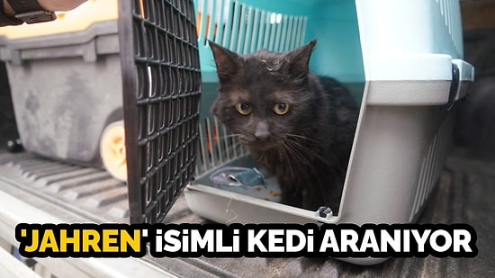 Yıkımı Durdurulan Galeria Sitesi'nden Yedi Kedi Kurtarıldı