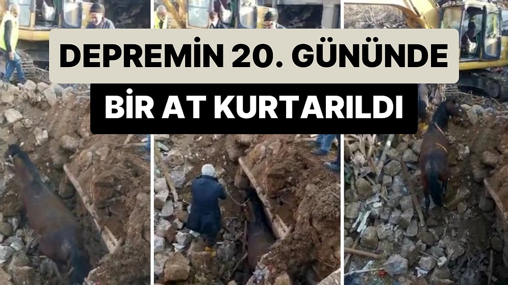 Deprem Felaketinin 20. Gününde Adıyaman'da Enkaz Altından Bir At Sağ Olarak Çıkarıldı