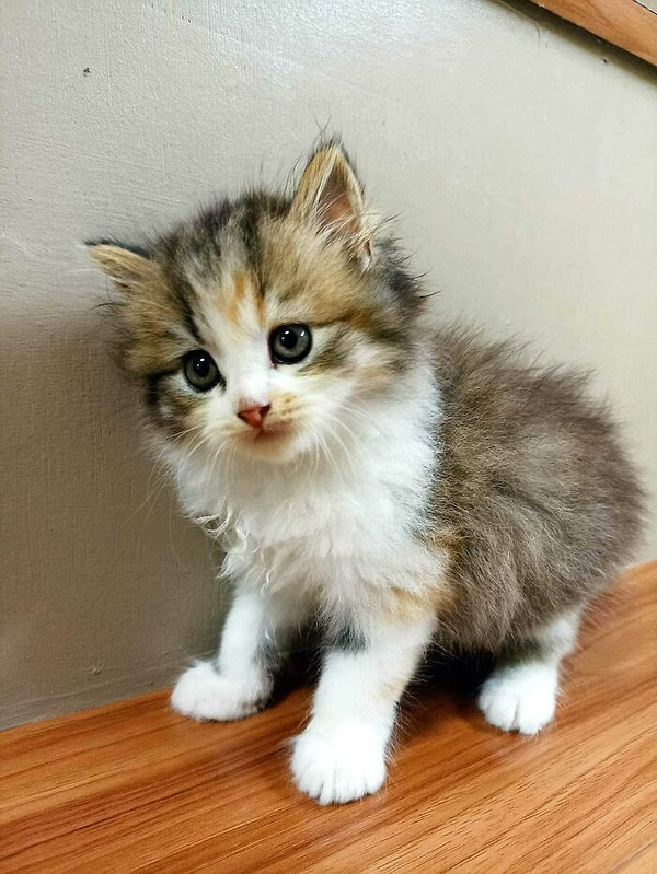 11. Тут вообще комментарии излишни ❤️