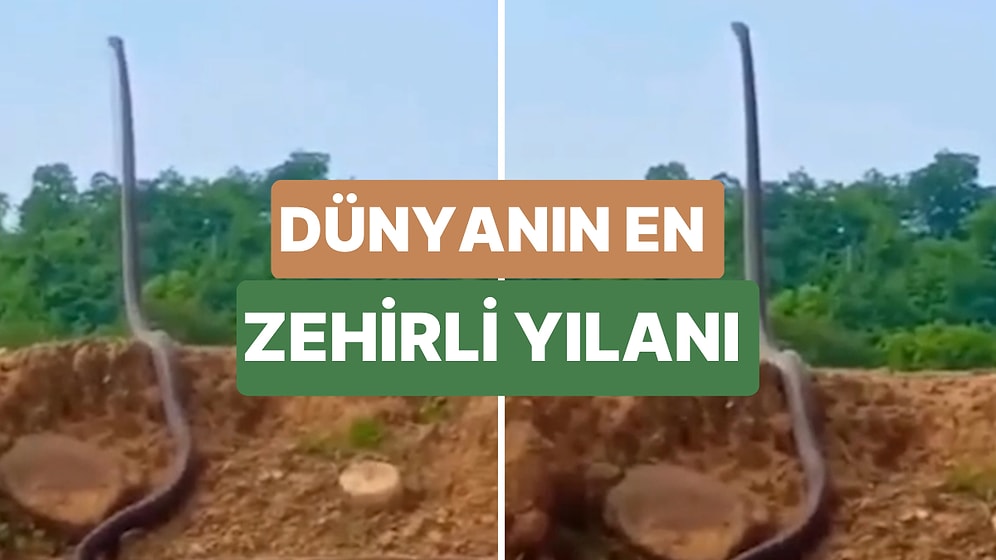 Hindistan’a Bir Orman Görevlisi 3 Metre Uzunluğundaki Kobra Yılanı ile Karşılaştığı Anları Kaydetti