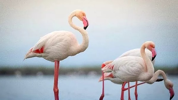 Son olarak, videoda gördüğünüz flamingoların yemek borularından çıkan bu salgılar zararsız ve son derece doğal.