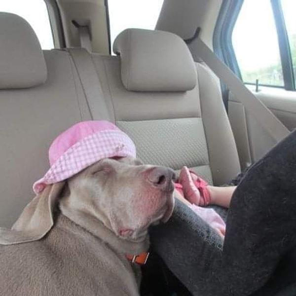 9. "Kızım şapkasını uyuyakalan köpeğimize giydirmiş." 😍