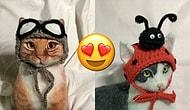 Художница создает смешные шапки для котов: посмотрите, как это мило