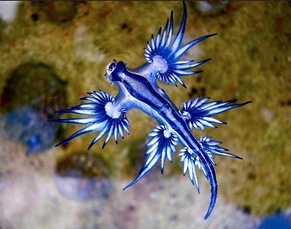 Bu, deniz sümüklü böceklerinde  olan tuhaf üreme alışkanlıklarından sadece bir tanesidir. Bazıları spermlerini aktarmadan önce birbirlerini ağızlarına alarak öperler. Ayrıca çiftleştikten sonra renkli vücutlarını birbirine dolayarak sarılabilirler.