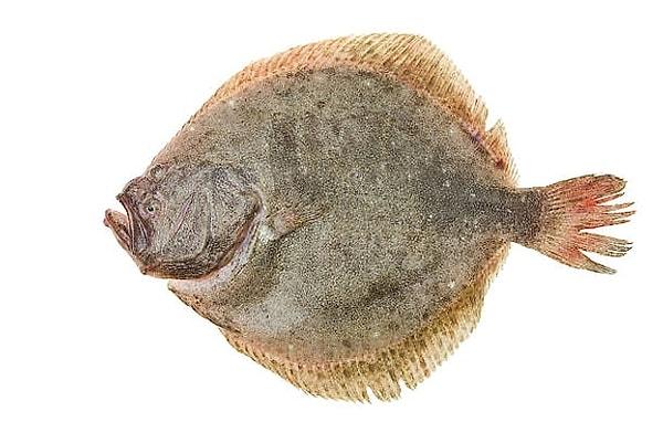 Kalkan balığı: Yassı bir balık olan kalkan balığı Ege, Karadeniz ve Marmara Denizinde avlanabilir. En lezzetli zamanı ocak sonundan mart ortalarına kadardır. Tavası çok güzel olur. Buğulaması ve kağıt kebabı da yapılır.