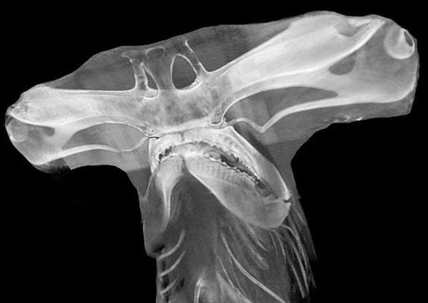 3. Çekiç başlı köpek balığının X-ray fotoğrafı 👇