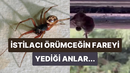 Yalancı Karadul Örümceğinin Ağına Doladığı Fareyi 3 Gün Boyunca Yediği Görüntüler Viral Oldu