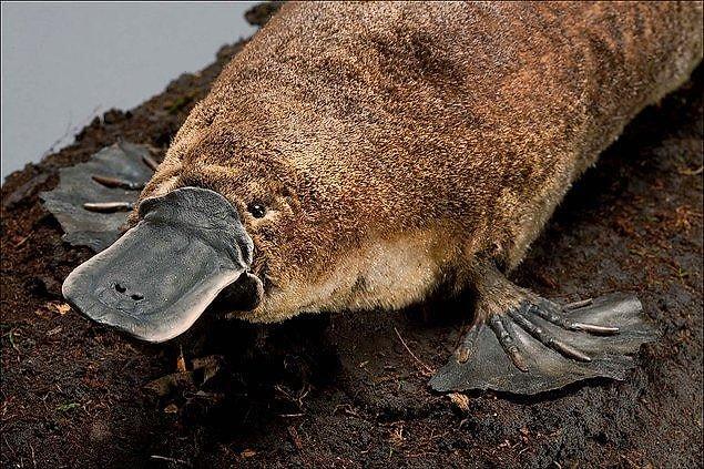 17. Did you know that platypuses have no stomach?