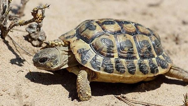 Kaplumbağaların Özellikleri