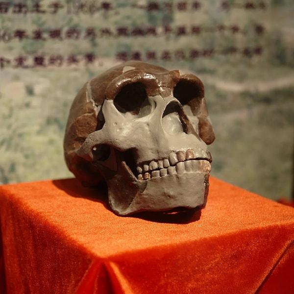 1. 1900'lerin başında Çin'de keşfedilen 'Pekin Adamı' fosillerinin şimdiye kadar keşfedilen en büyük 'homo erectus' koleksiyonlarından biri olduğu biliniyordu.