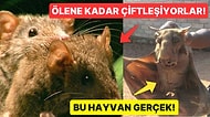 Doğanın Korkutucu Yüzünü İliklerinize Kadar Hissetmenize Sebep Olacak Birbirinden Ürkütücü 15 Yeni Fotoğraf