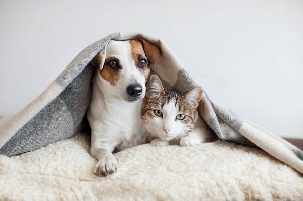 3. Bir köpekle birlikte yaşamadan önce kedinize kendi bölgesini verin.