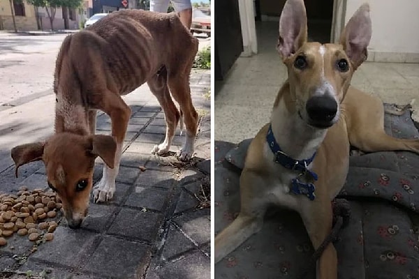 32. «Сегодня исполняется 8 месяцев с нашей первой встречи. Мы любим тебя, Экко!!!»