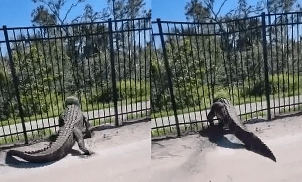 Görüntülerde devasa bir timsah, bir golf sahasının demir çitlerini bükerek geçiyor. O anlar, insanların ağzını açık bıraktı.