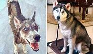 30+ фото собак ДО и ПОСЛЕ, как их взяли домой, которые докажут как сильно меняет любовь
