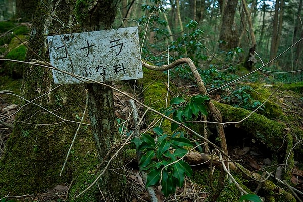 1. Aokigahara, birçok kişi hayatını orada kaybettiği için İntihar Ormanı olarak da bilinmekte.